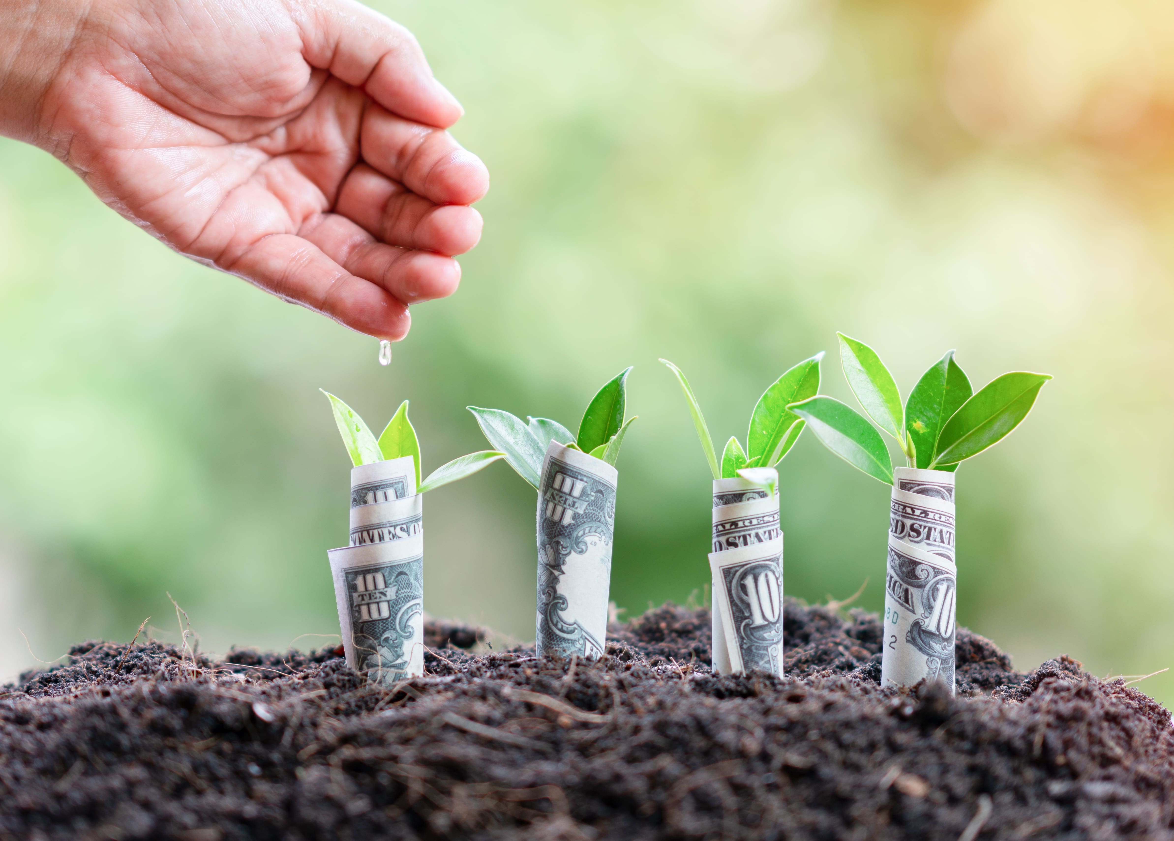 American dollars grow with plant on out of focus background.